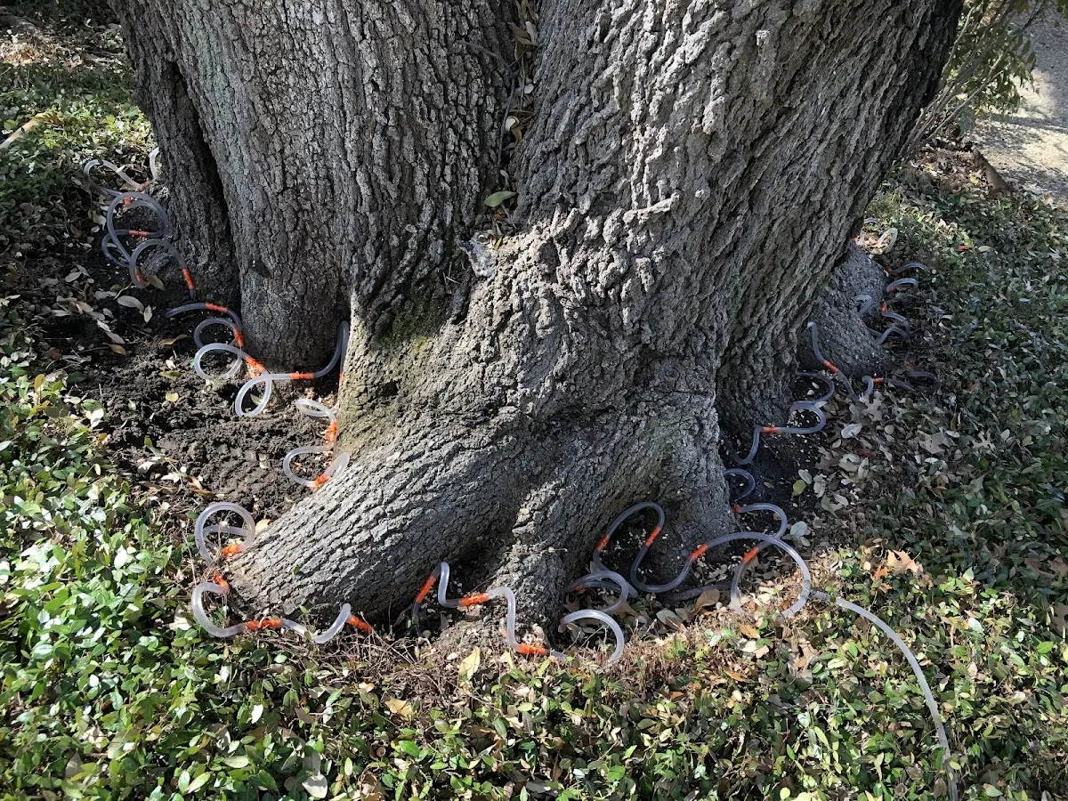 Detailed Tree Cabling and Bracing job site in Fort Hunter