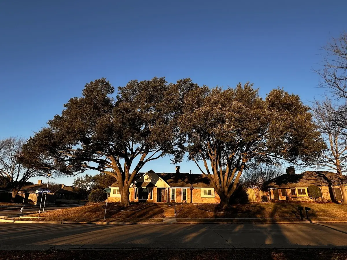 Established residential canopy tree shading a home in Fort Hunter
